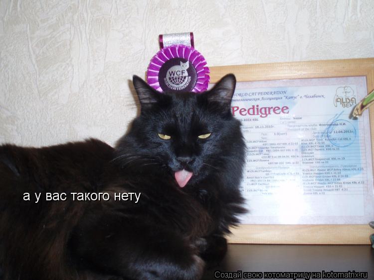 Котоматрица: а у вас такого нету