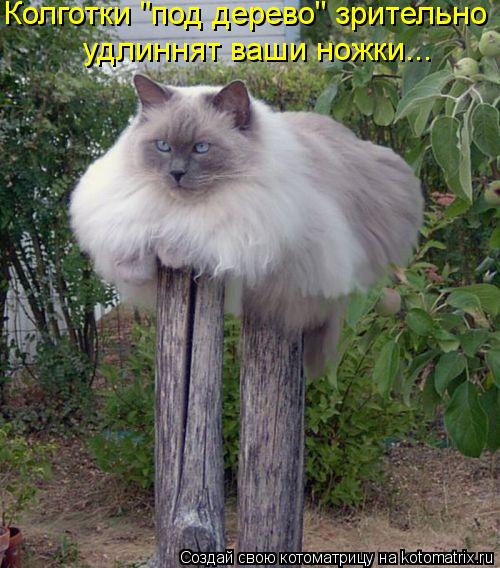 Котоматрица: Колготки "под дерево" зрительно удлиннят ваши ножки...