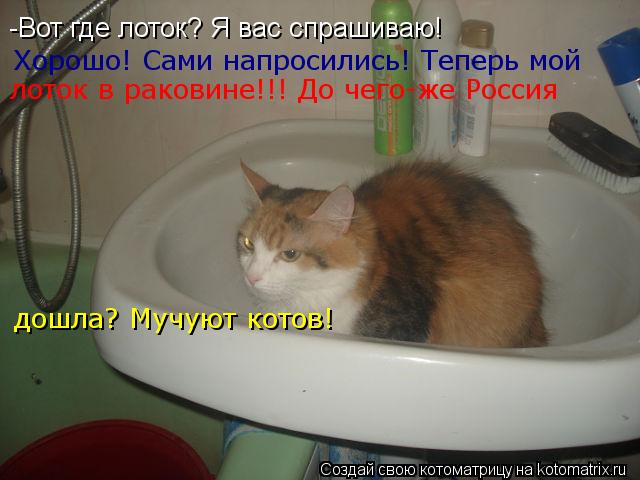 Котоматрица: -Вот где лоток? Я вас спрашиваю! Хорошо! Сами напросились! Теперь мой лоток в раковине!!! До чего-же Россия  дошла? Мучуют котов!