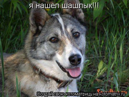 Котоматрица: я нашел шашлык!!!