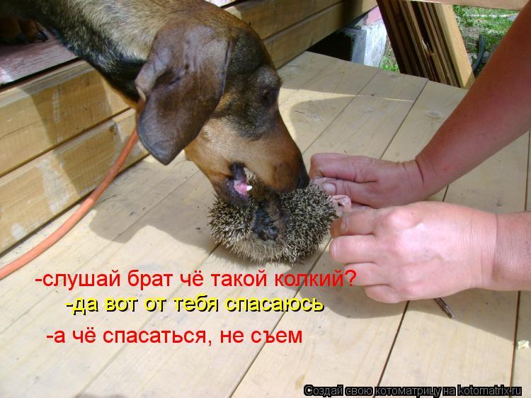 Котоматрица: -слушай брат чё такой колкий? -да вот от тебя спасаюсь  -а чё спасаться, не съем