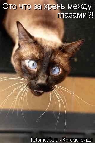 Это что за хрень между глазами? глазами?!... Котоматрица: Это что за хрень между глазами? глазами?!