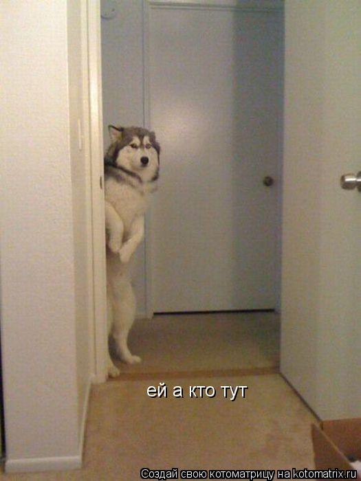 Котоматрица: ей а кто тут
