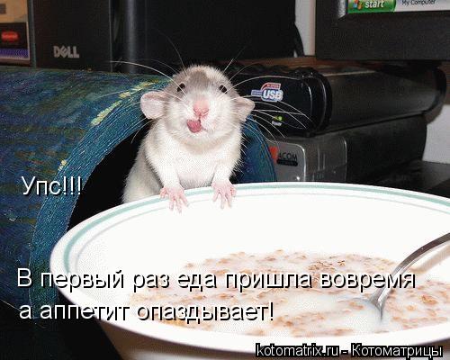 Котоматрица: Упс!!! В первый раз еда пришла вовремя а аппетит опаздывает!