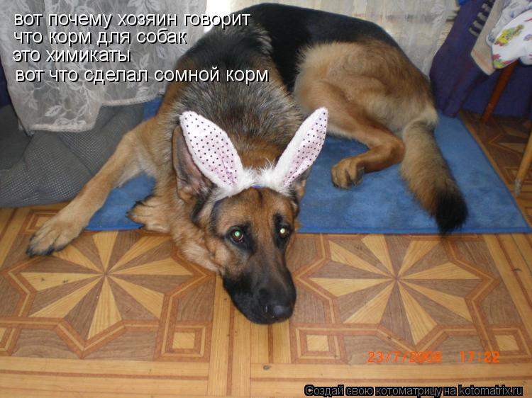 Котоматрица: вот почему хозяин говорит что корм для собак это химикаты вот что сделал сомной корм