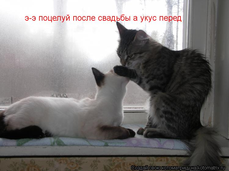 Котоматрица: э-э поцелуй после свадьбы а укус перед э-э поцелуй после свадьбы а укус перед