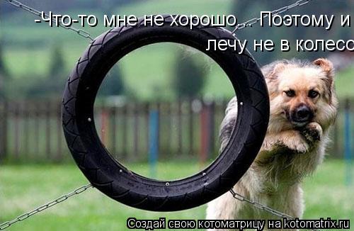 -Что-то мне не хорошо... Поэтому и лечу не в колесо лечу не в колесо... Котоматрица: -Что-то мне не хорошо... Поэтому и лечу не в колесо лечу не в колесо