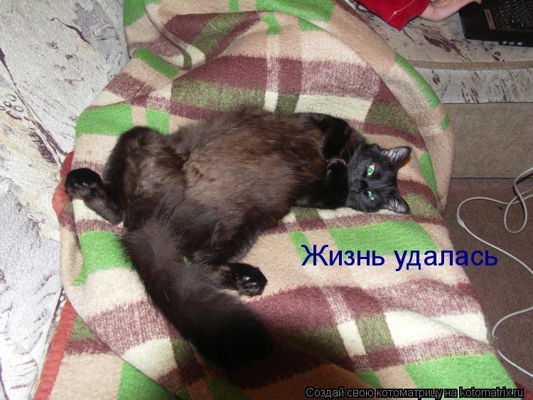 Котоматрица: Жизнь удалась