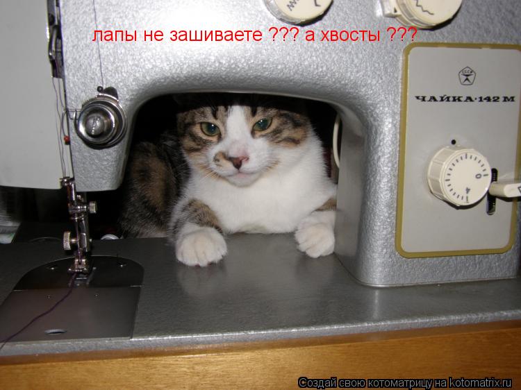 Котоматрица: лапы не зашиваете ??? а хвосты ???