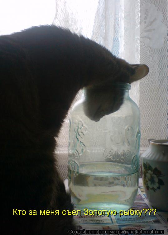 Котоматрица: Кто за меня съел Золотую рыбку???