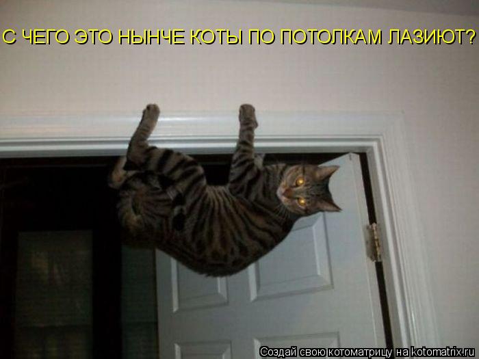 Котоматрица: С ЧЕГО ЭТО НЫНЧЕ КОТЫ ПО ПОТОЛКАМ ЛАЗИЮТ?