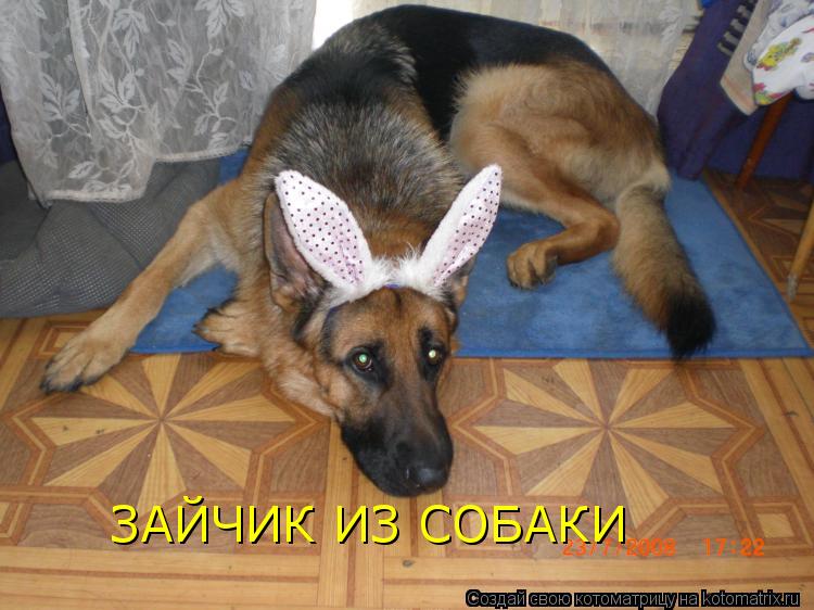 ЗАЙЧИК ИЗ СОБАКИ... Котоматрица: ЗАЙЧИК ИЗ СОБАКИ
