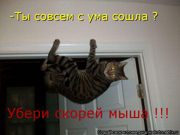 -Ты совсем с ума сошла ? Убери скорей мыша !!!... Котоматрица: -Ты совсем с ума сошла ? Убери скорей мыша !!!