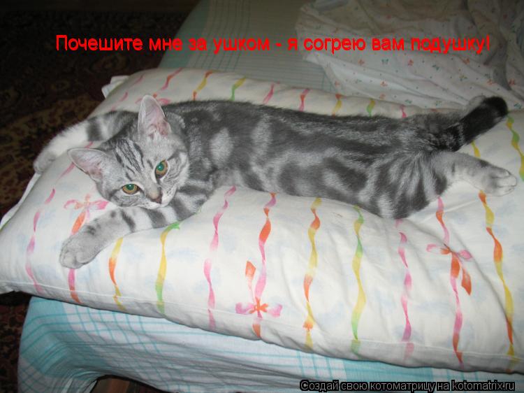 Почешите мне за ушком - я согрею вам подушку! Почешите мне за ушком - я согрею вам подушку!... Котоматрица: Почешите мне за ушком - я согрею вам подушку! Почешите мне за ушком - я согрею вам подушку!