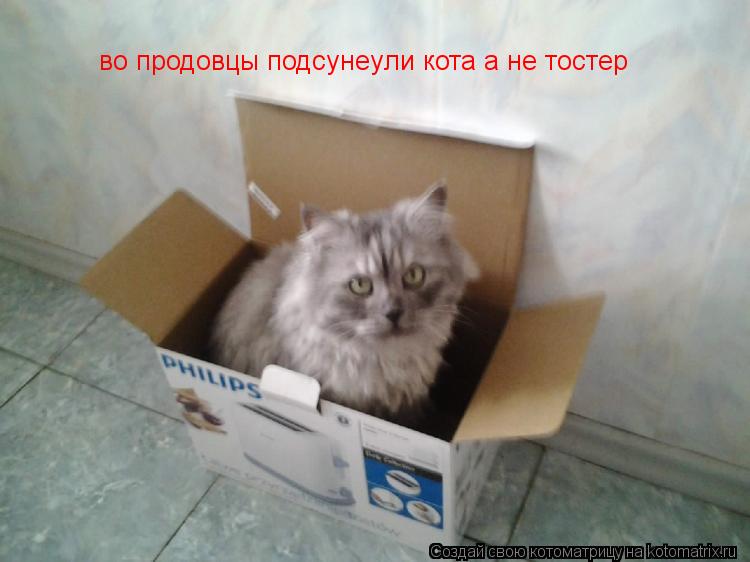 во продовцы подсунeyли кота а не тостер... Котоматрица: во продовцы подсунeyли кота а не тостер