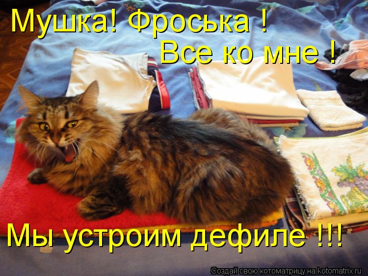 Мушка! Фроська ! Все ко мне ! Мы устроим дефиле !!!... Котоматрица: Мушка! Фроська ! Все ко мне ! Мы устроим дефиле !!!