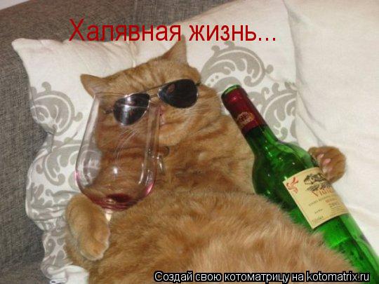 Халявная жизнь...... Котоматрица: Халявная жизнь...