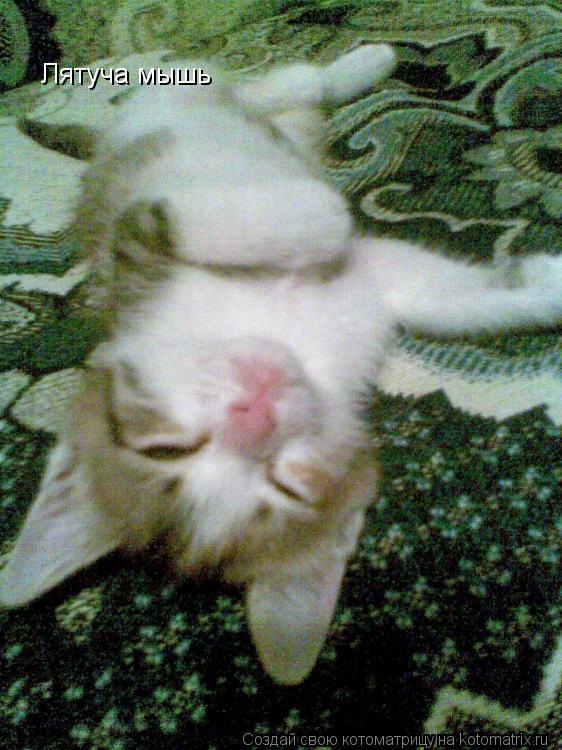 Лятуча мышь... Котоматрица: Лятуча мышь