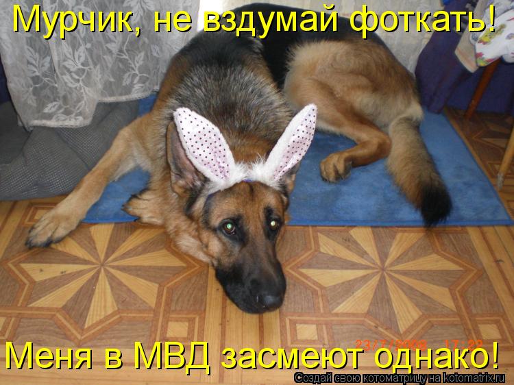 Мурчик, не вздумай фоткать! Меня в МВД засмеют однако!... Котоматрица: Мурчик, не вздумай фоткать! Меня в МВД засмеют однако!