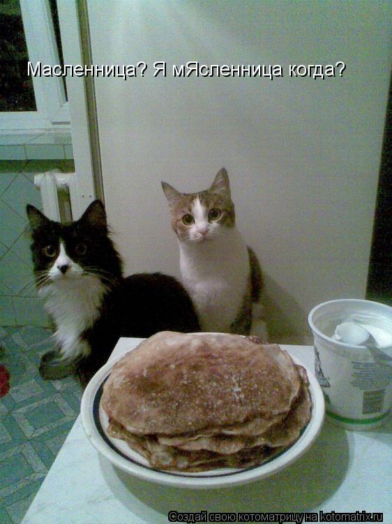 Масленница? Я мЯсленница когда?... Котоматрица: Масленница? Я мЯсленница когда?