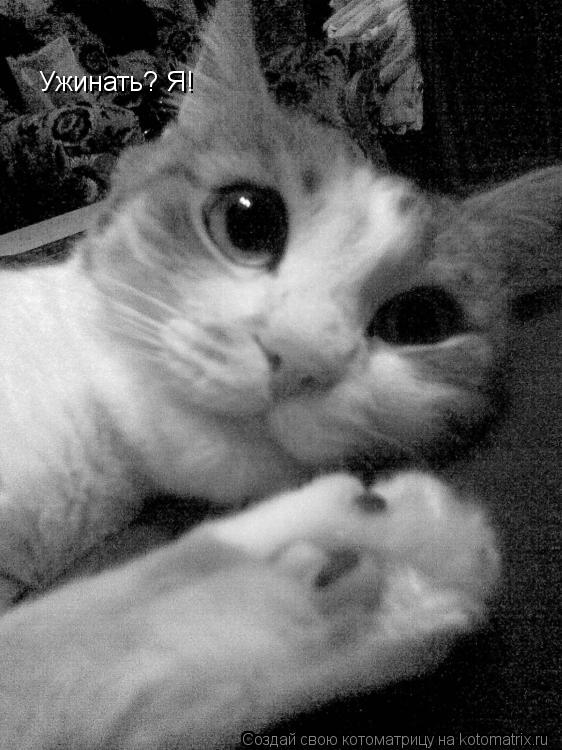 Ужинать? Я!... Котоматрица: Ужинать? Я!
