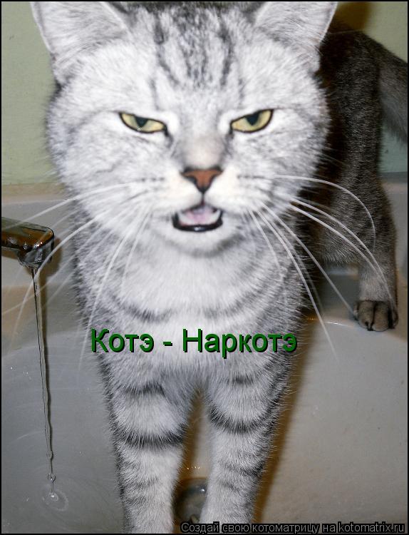 Котэ - Наркотэ... Котоматрица: Котэ - Наркотэ