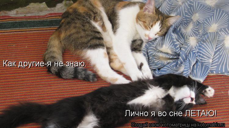 Как другие-я не знаю. Лично я во сне ЛЕТАЮ!... Котоматрица: Как другие-я не знаю. Лично я во сне ЛЕТАЮ!