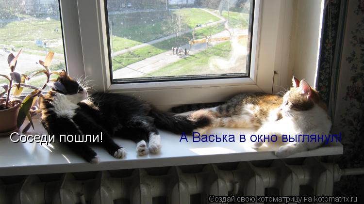 Соседи пошли! А Васька в окно выглянул!... Котоматрица: Соседи пошли! А Васька в окно выглянул!
