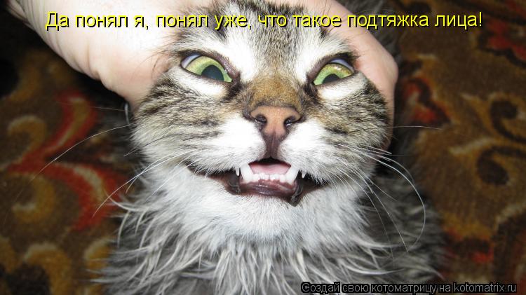 Да понял я, понял уже, что такое подтяжка лица!... Котоматрица: Да понял я, понял уже, что такое подтяжка лица!