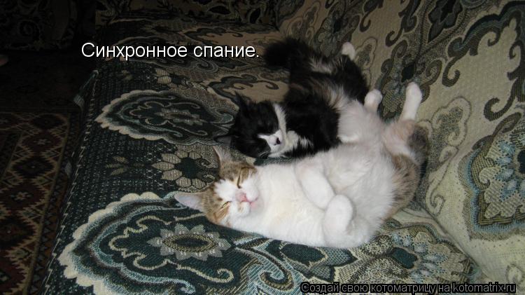 Синхронное спание.... Котоматрица: Синхронное спание.