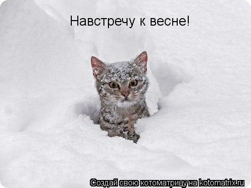 Навстречу к весне!... Котоматрица: Навстречу к весне!