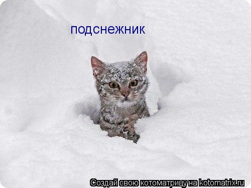 подснежник... Котоматрица: подснежник