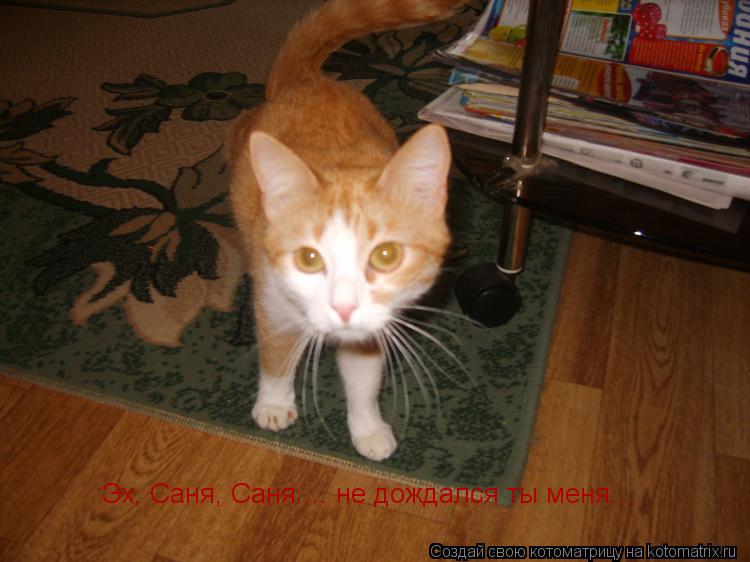 Котоматрица: Эх, Саня, Саня.... не дождался ты меня...