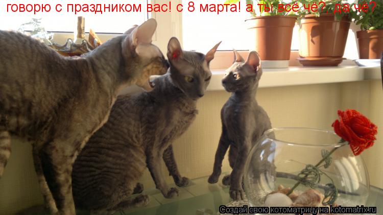 Котоматрица: говорю с праздником вас! с 8 марта! а ты всё чё?, да чё?
