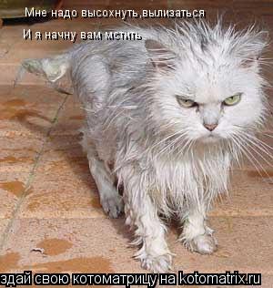 Мне надо высохнуть,вылизаться И я начну вам мстить... Котоматрица: Мне надо высохнуть,вылизаться И я начну вам мстить
