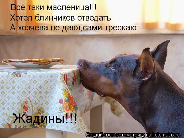 Всё таки масленица!!! Хотел блинчиков отведать. А хозяева не дают,сами трескают. Жадины!!!... Котоматрица: Всё таки масленица!!! Хотел блинчиков отведать. А хозяева не дают,сами трескают. Жадины!!!