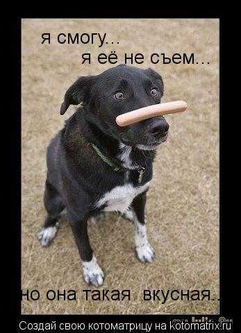 я смогу... я её не съем... я её не съем... но она такая вкусная...... Котоматрица: я смогу... я её не съем... я её не съем... но она такая вкусная...