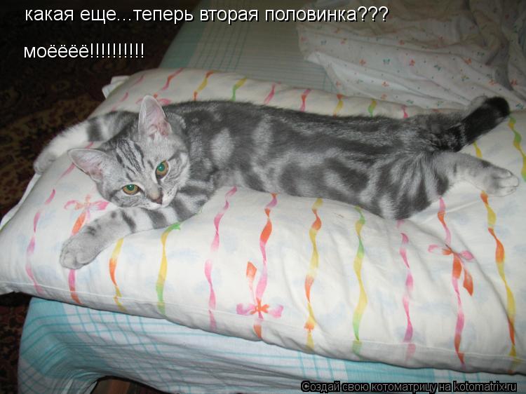 какая еще...теперь вторая половинка??? моёёёё!!!!!!!!!!... Котоматрица: какая еще...теперь вторая половинка??? моёёёё!!!!!!!!!!