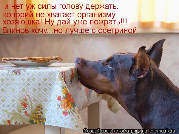 и нет уж силы голову держать. колорий не хватает организму хозяюшка! Ну дай уже пожрать!!! блинов хоч... Котоматрица: и нет уж силы голову держать. колорий не хватает организму хозяюшка! Ну дай уже пожрать!!! блинов хочу...но лучше с осетриной
