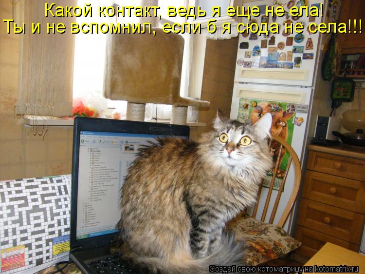 Какой контакт, ведь я еще не ела! Ты и не вспомнил, если б я сюда не села!!!... Котоматрица: Какой контакт, ведь я еще не ела! Ты и не вспомнил, если б я сюда не села!!!