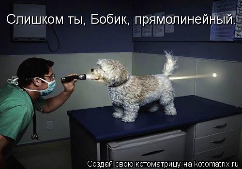 Слишком ты, Бобик, прямолинейный.... Котоматрица: Слишком ты, Бобик, прямолинейный.