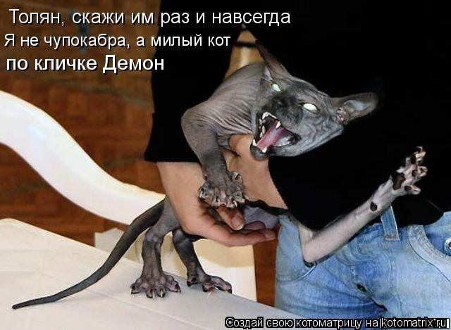 Толян, скажи им раз и навсегда Я не чупокабра, а милый кот по кличке Демон... Котоматрица: Толян, скажи им раз и навсегда Я не чупокабра, а милый кот по кличке Демон