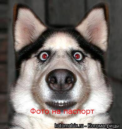 Фото на паспорт... Котоматрица: Фото на паспорт