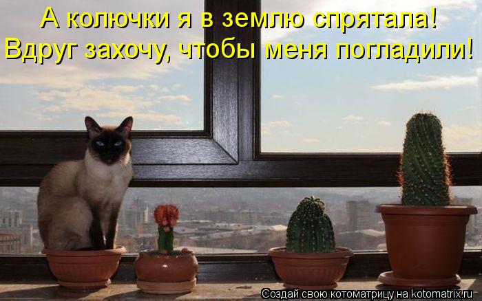 А колючки я в землю спрятала! Вдруг захочу, чтобы меня погладили!... Котоматрица: А колючки я в землю спрятала! Вдруг захочу, чтобы меня погладили!