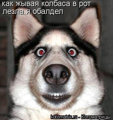 как жывая колбаса в рот лезла.я обалдел... Котоматрица: как жывая колбаса в рот лезла.я обалдел