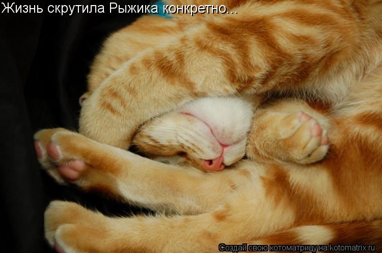 Жизнь скрутила Рыжика конкретно...... Котоматрица: Жизнь скрутила Рыжика конкретно...