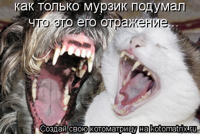 как только мурзик подумал что это его отражение...... Котоматрица: как только мурзик подумал что это его отражение...