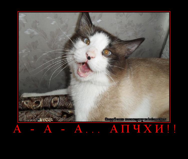 А - а - а... Апчхи!! ... Котоматрица: А - а - а... Апчхи!!