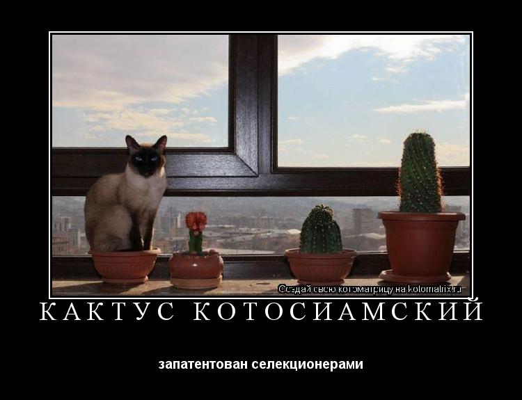 кактус котосиамский запатентован селекционерами... Котоматрица: кактус котосиамский запатентован селекционерами