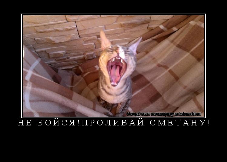 Не бойся!Проливай сметану! ... Котоматрица: Не бойся!Проливай сметану!